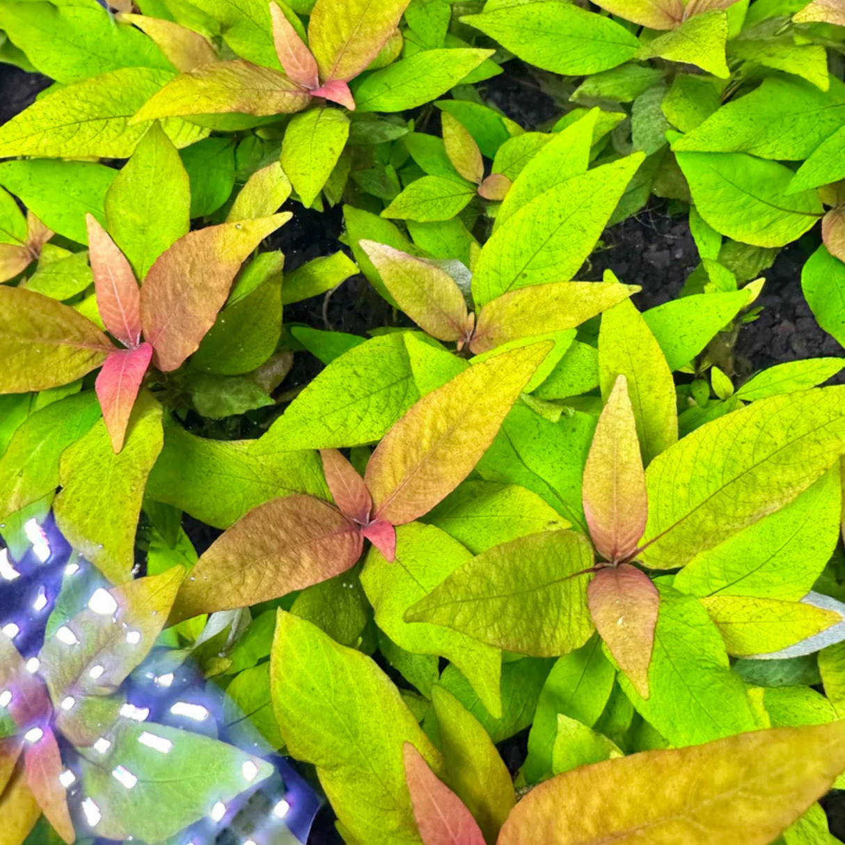 Hygrophila siamensis submersed with bright lime-green pink-tinged leaves, a fast-growing aquarium plant