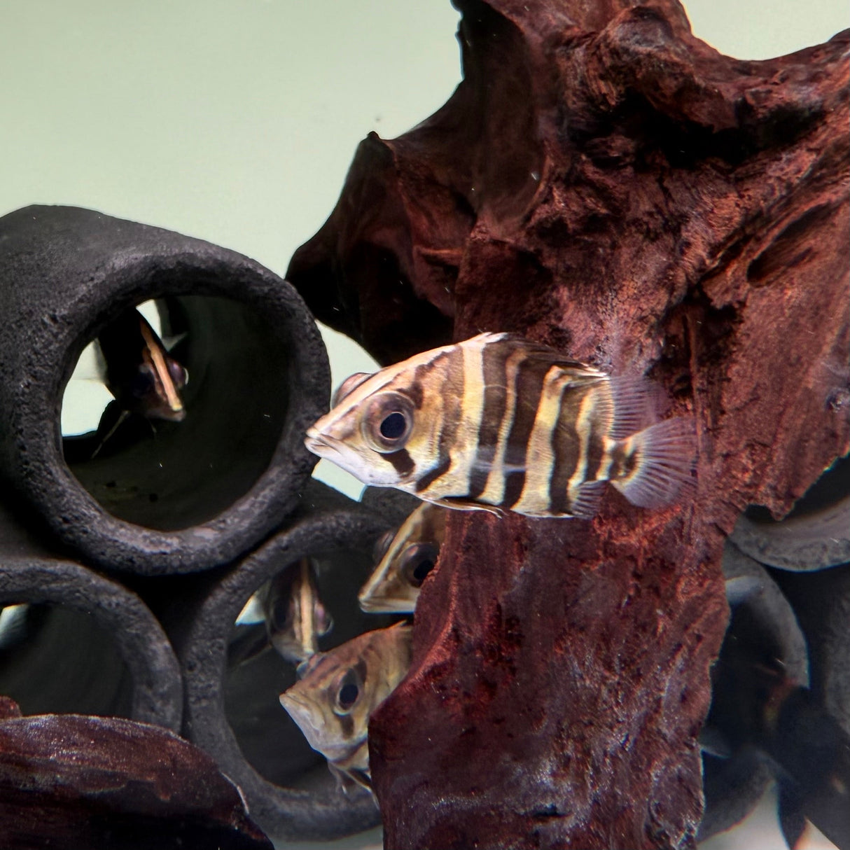 Indonesian Tiger Fish - The Aquascape Shop