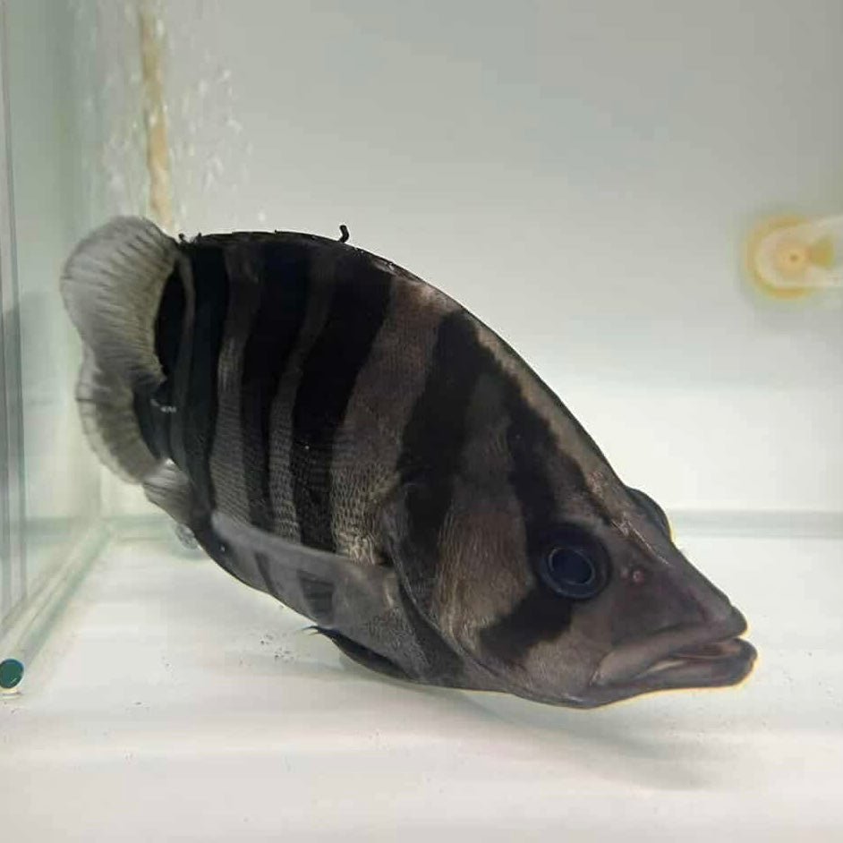 Indonesian Tiger Fish - The Aquascape Shop