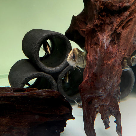 Indonesian Tiger Fish - The Aquascape Shop