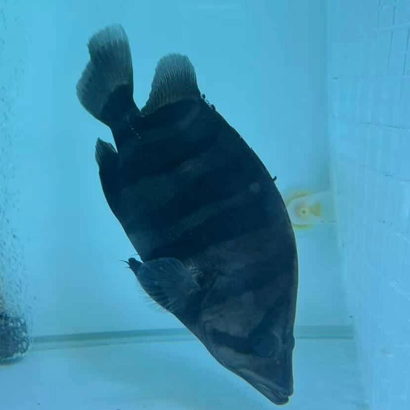 Indonesian Tiger Fish - The Aquascape Shop