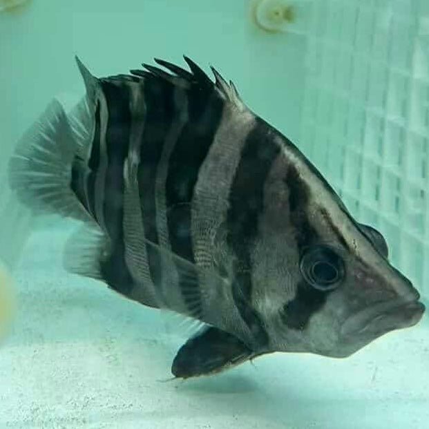 Indonesian Tiger Fish - The Aquascape Shop