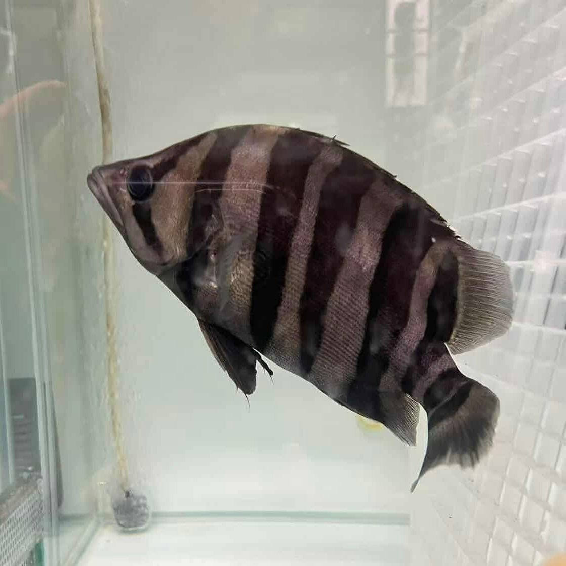 Indonesian Tiger Fish - The Aquascape Shop