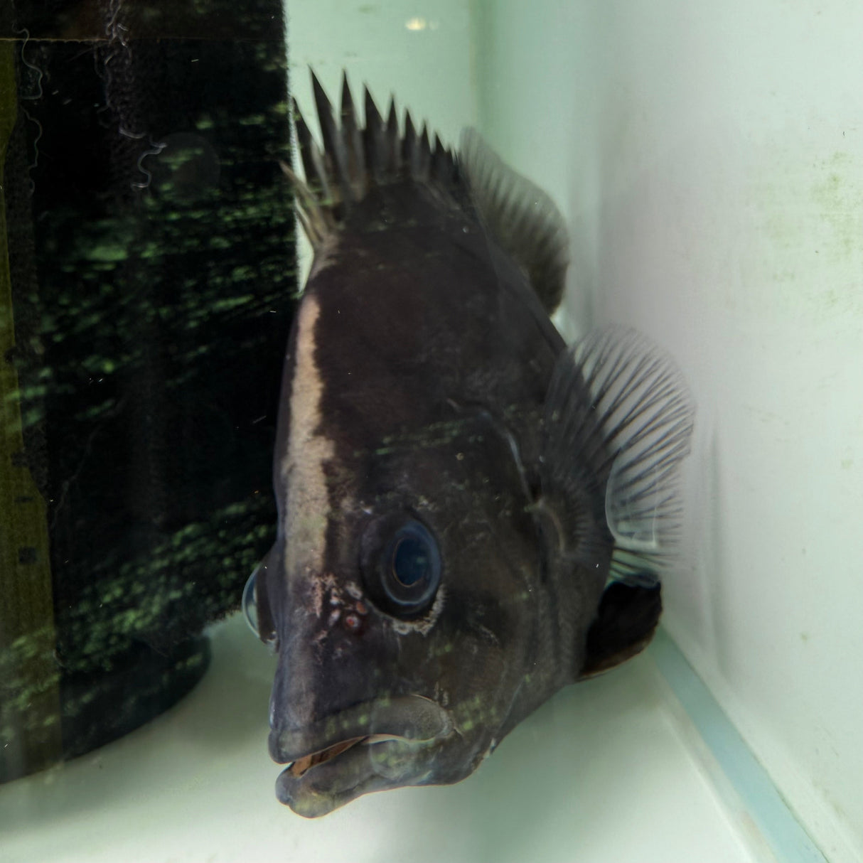 Indonesian Tiger Fish - The Aquascape Shop