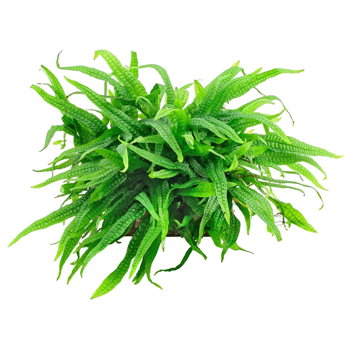 Java Fern Philippines - The Aquascape Shop