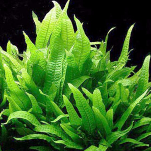 Java Fern Philippines - The Aquascape Shop