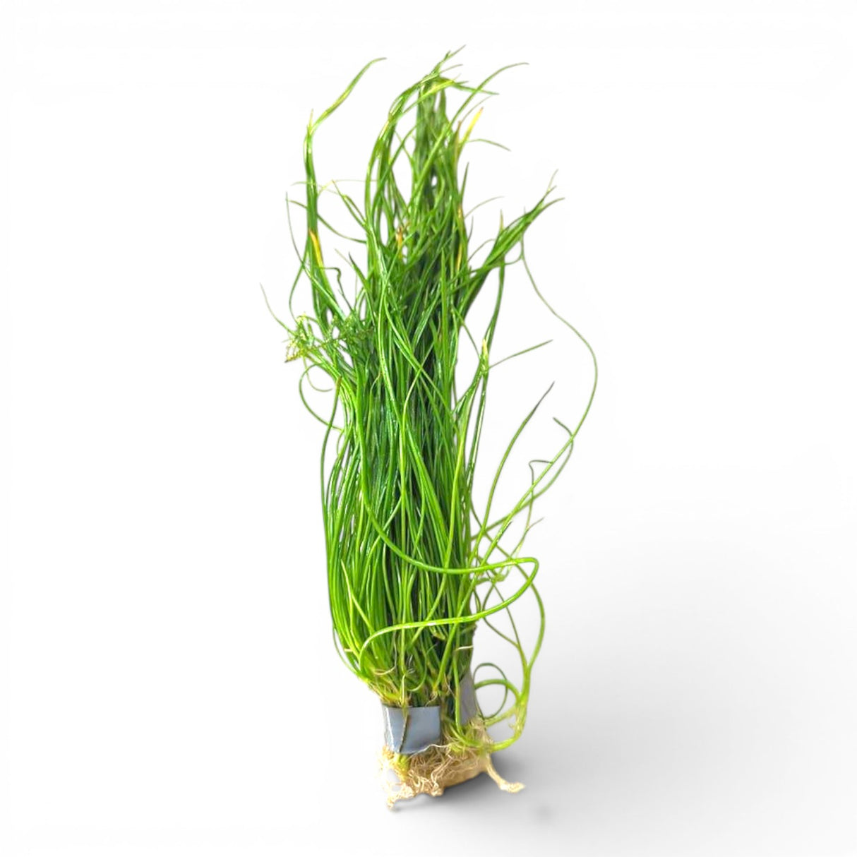 Lilaeopsis Brasiliensis - The Aquascape Shop