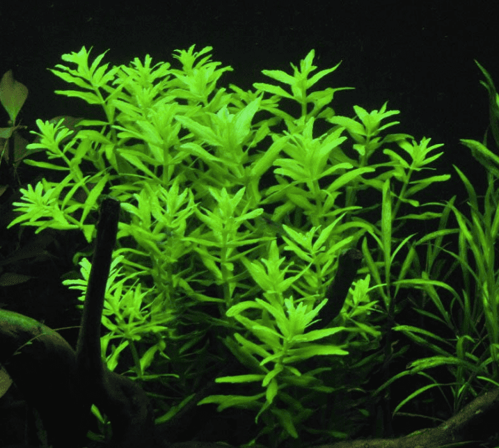 Limnophila Aromatica Green (Rare) - The Aquascape Shop