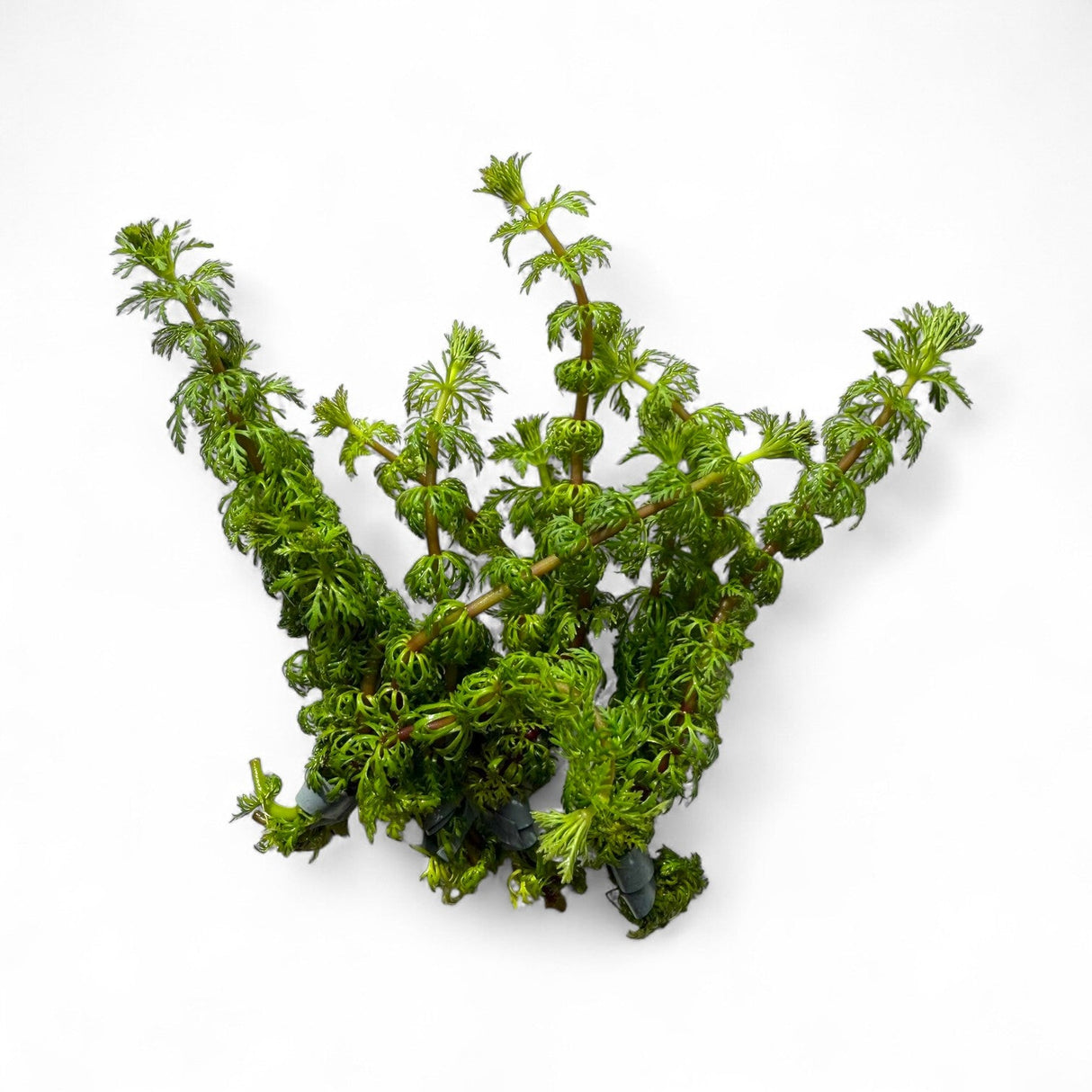 Limnophila Sessiliflora (Ambulia) - The Aquascape Shop