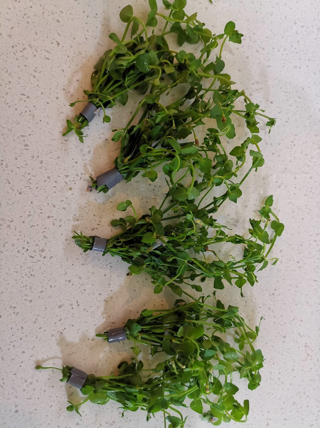 Lindernia Rotundifolia - The Aquascape Shop