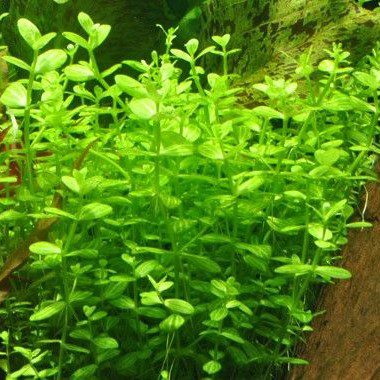 Lindernia Rotundifolia - The Aquascape Shop