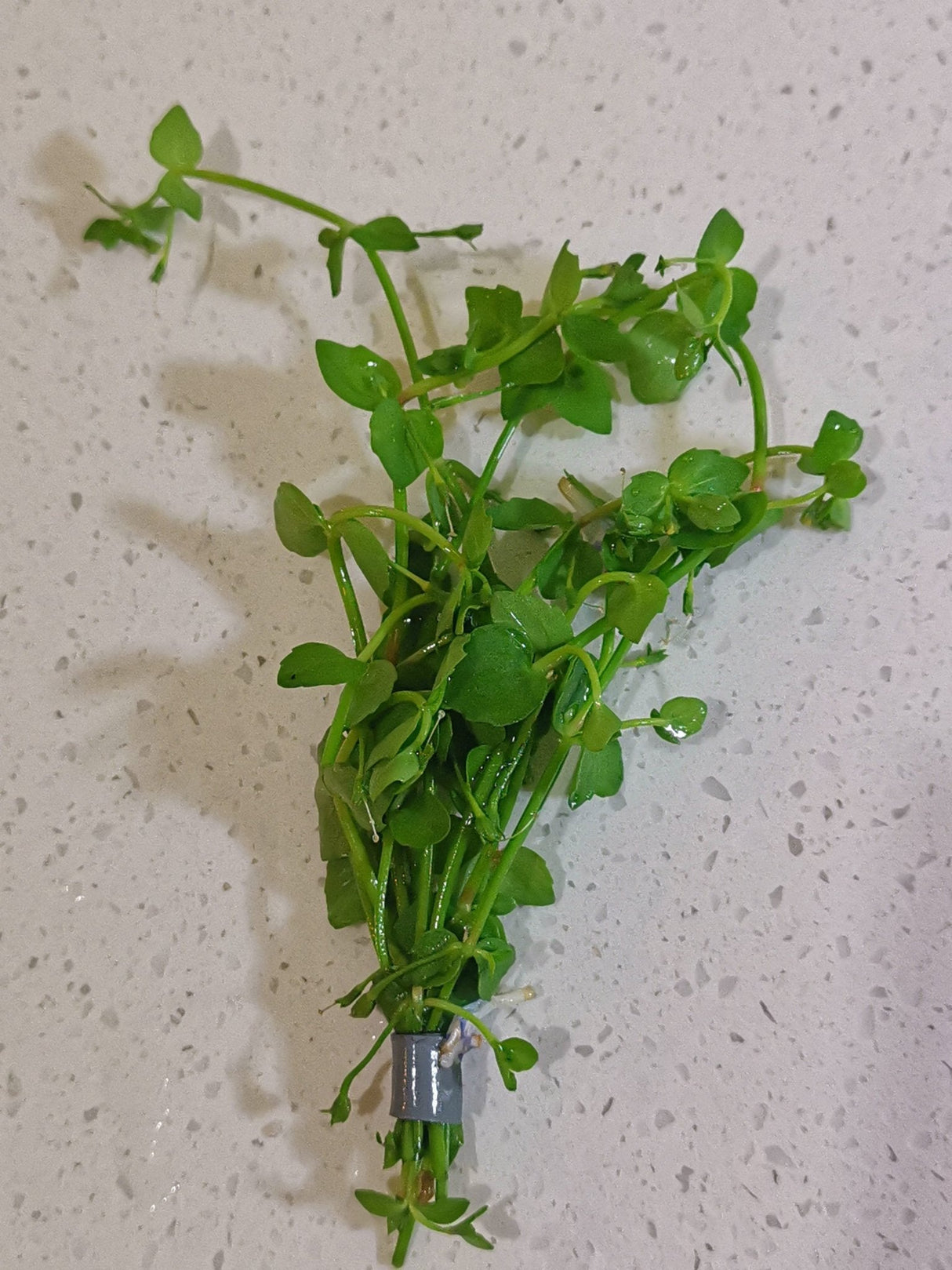 Lindernia Rotundifolia - The Aquascape Shop