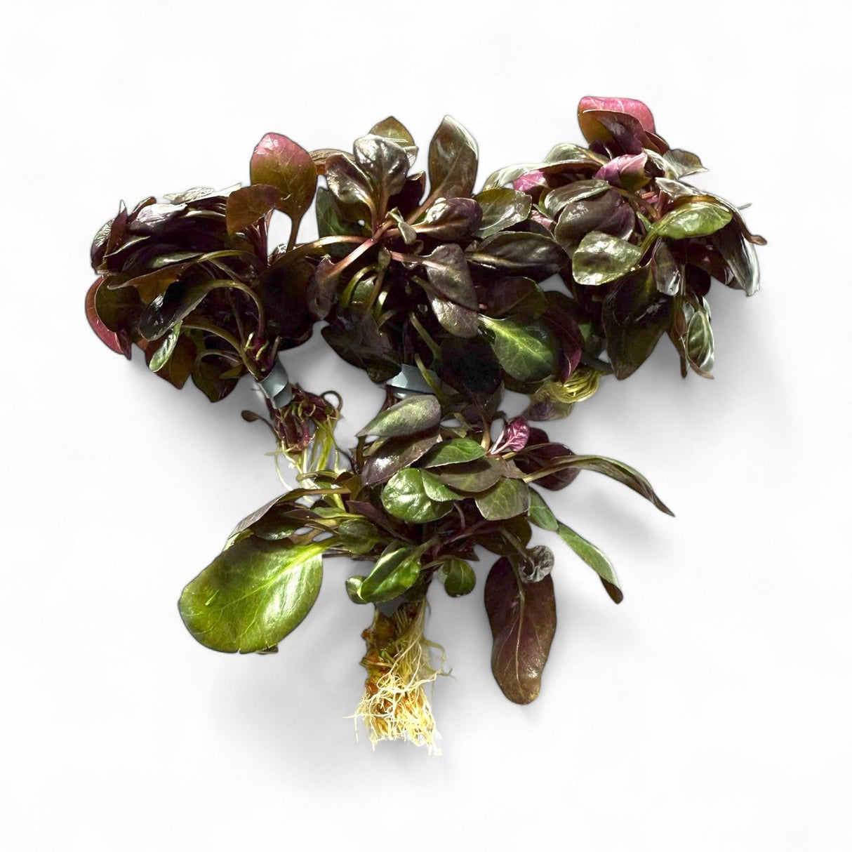 Lobelia Cardinalis Mini - The Aquascape Shop