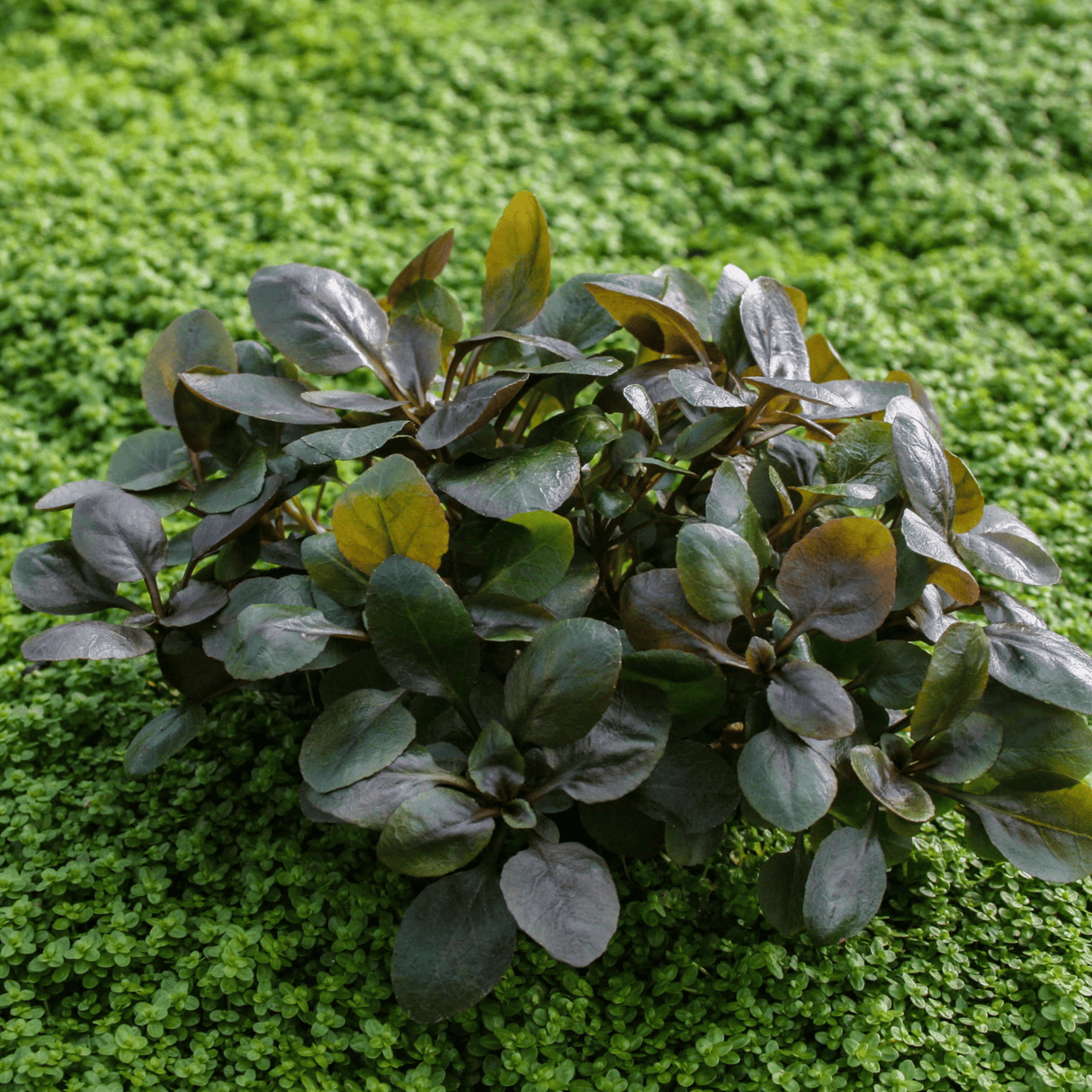 Lobelia Cardinalis Mini Tissue Culture (Aquascaping Essentials) - The Aquascape Shop