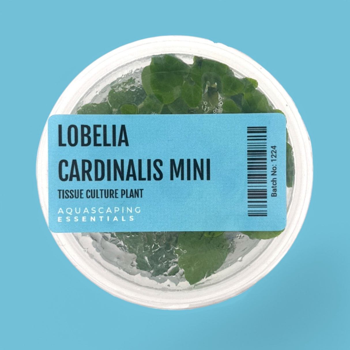 Lobelia Cardinalis Mini Tissue Culture (Aquascaping Essentials) - The Aquascape Shop