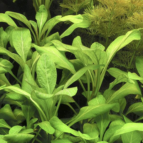 Lobelia Cardinalis (Rare) - The Aquascape Shop