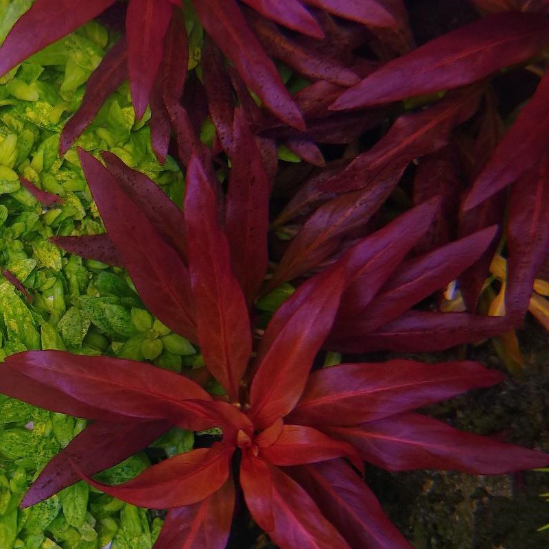 Ludwigia Glandulosa - The Aquascape Shop