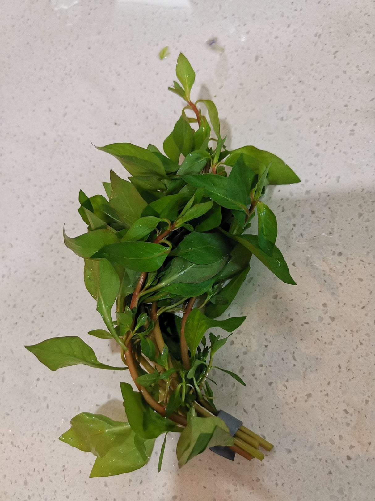 Ludwigia Palustris - The Aquascape Shop