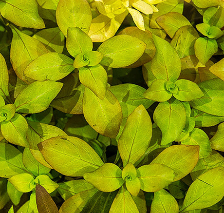 Ludwigia Palustris - The Aquascape Shop