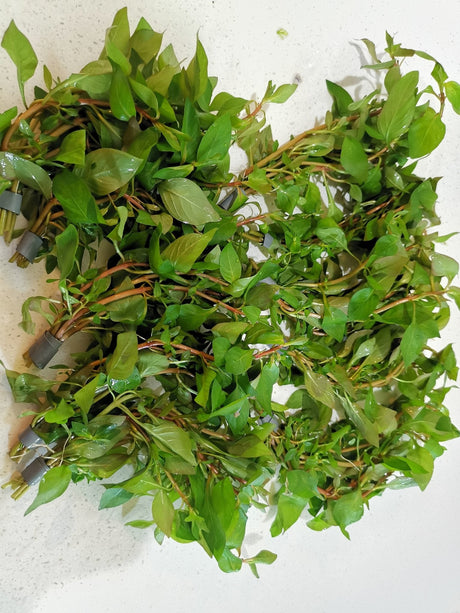 Ludwigia Palustris - The Aquascape Shop