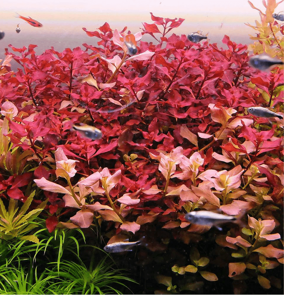 Ludwigia Palustris 'Super Red' - The Aquascape Shop