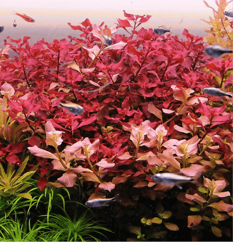 Ludwigia Palustris 'Super Red' - The Aquascape Shop