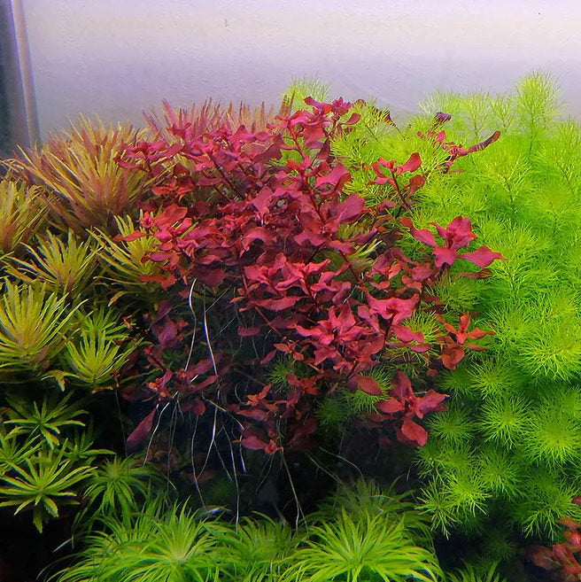 Ludwigia Palustris 'Super Red' - The Aquascape Shop