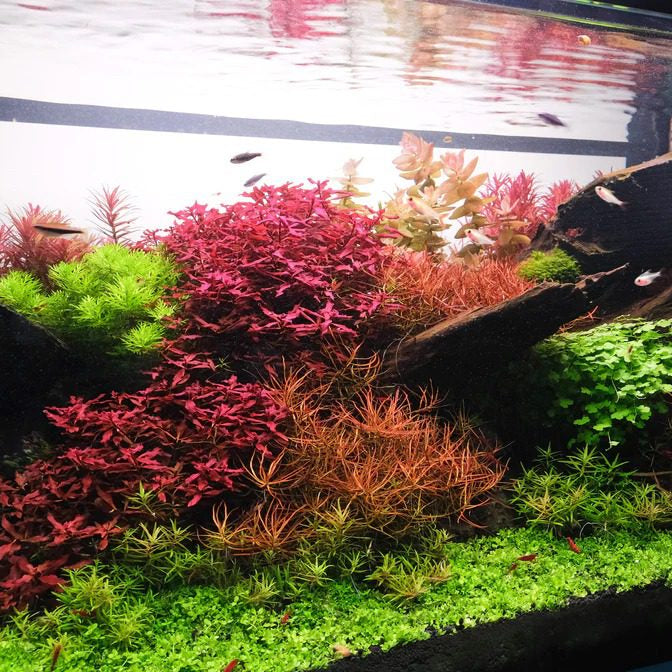 Ludwigia Palustris 'Super Red' - The Aquascape Shop