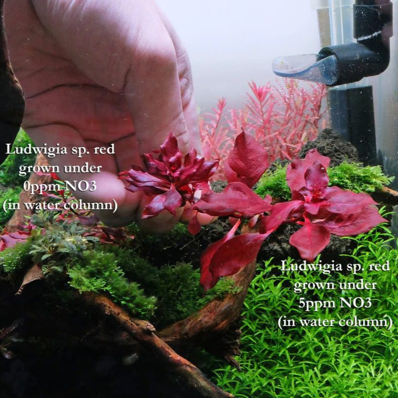 Ludwigia Palustris 'Super Red' - The Aquascape Shop