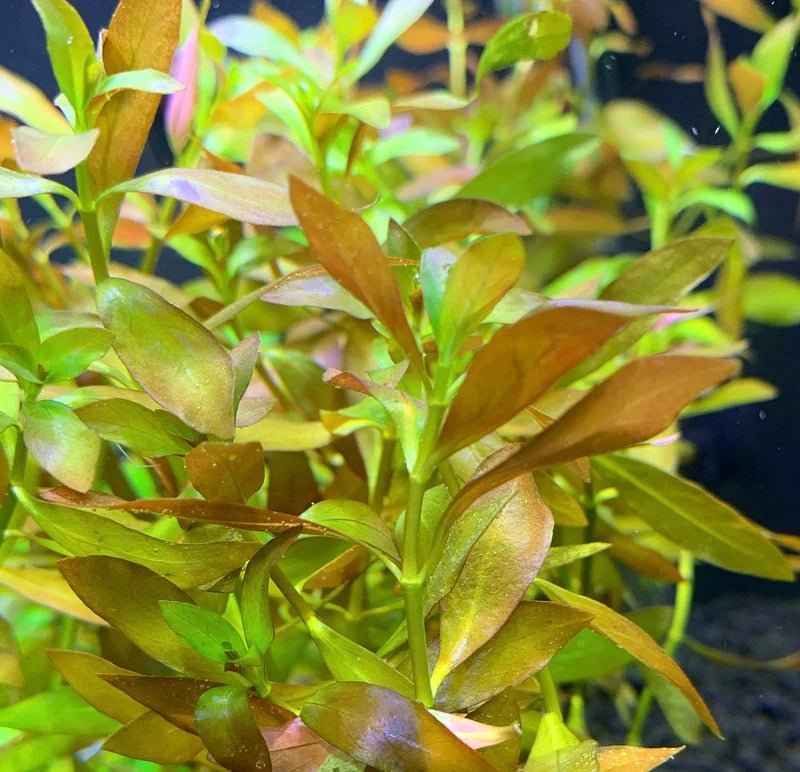 Ludwigia Repens - The Aquascape Shop