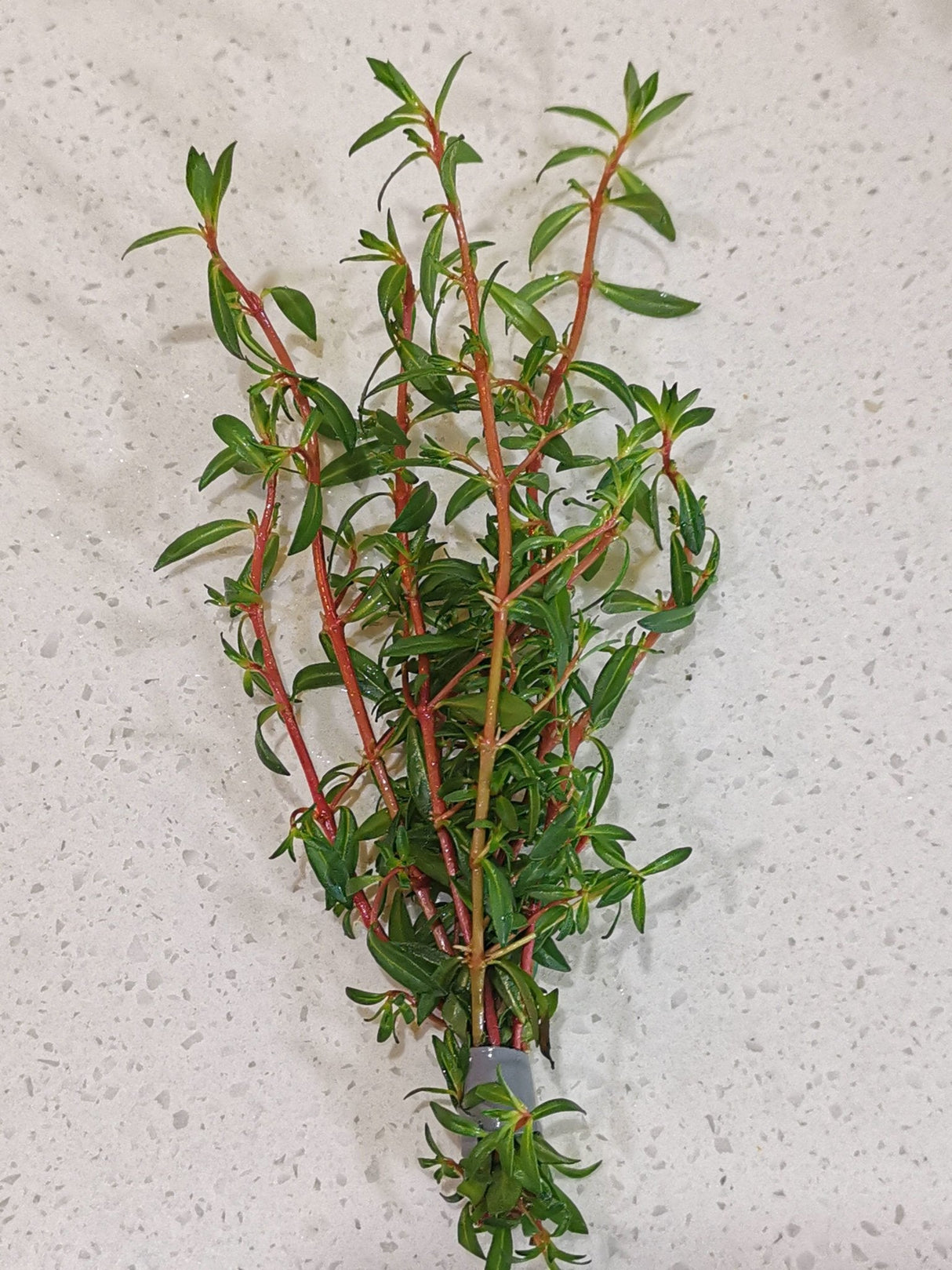 Ludwigia x Lacustris (Arcuata) - The Aquascape Shop