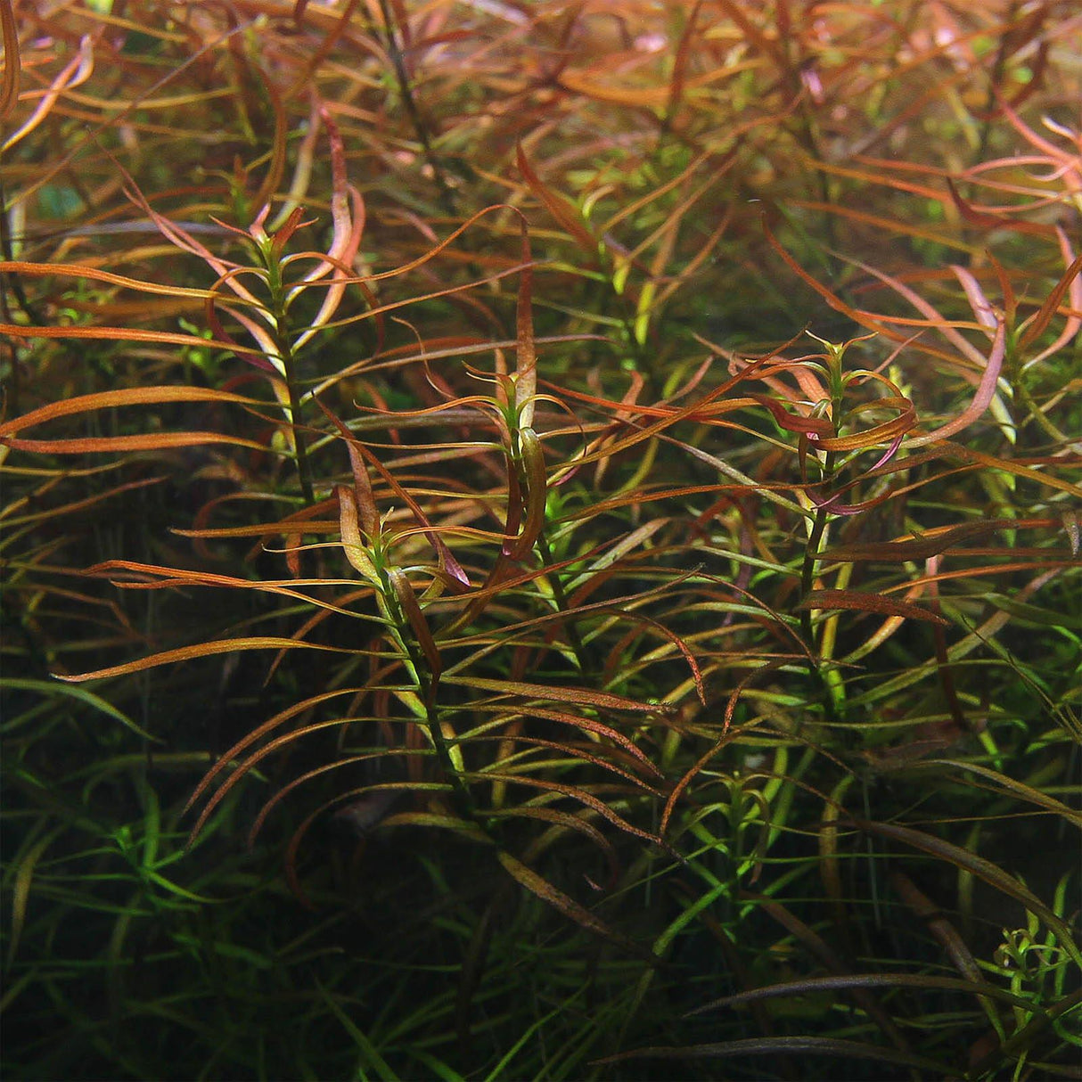 Ludwigia x Lacustris (Arcuata) - The Aquascape Shop