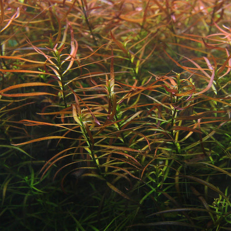 Ludwigia x Lacustris (Arcuata) - The Aquascape Shop
