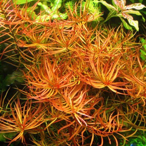 Ludwigia x Lacustris (Arcuata) - The Aquascape Shop