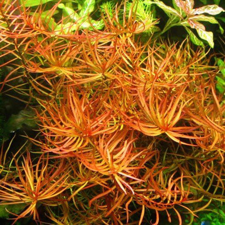 Ludwigia x Lacustris (Arcuata) - The Aquascape Shop