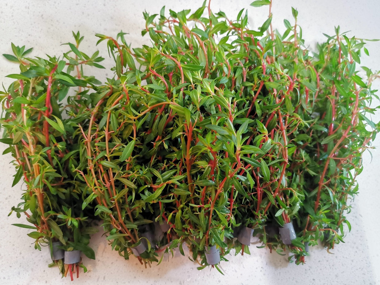 Ludwigia x Lacustris (Arcuata) - The Aquascape Shop