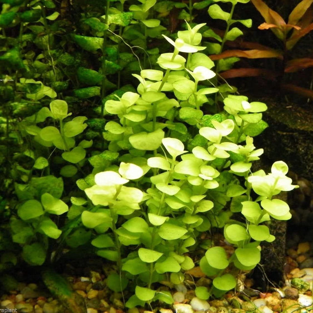 Lysimachia Nummularia 'Aurea' (Gold Moneywort) - The Aquascape Shop