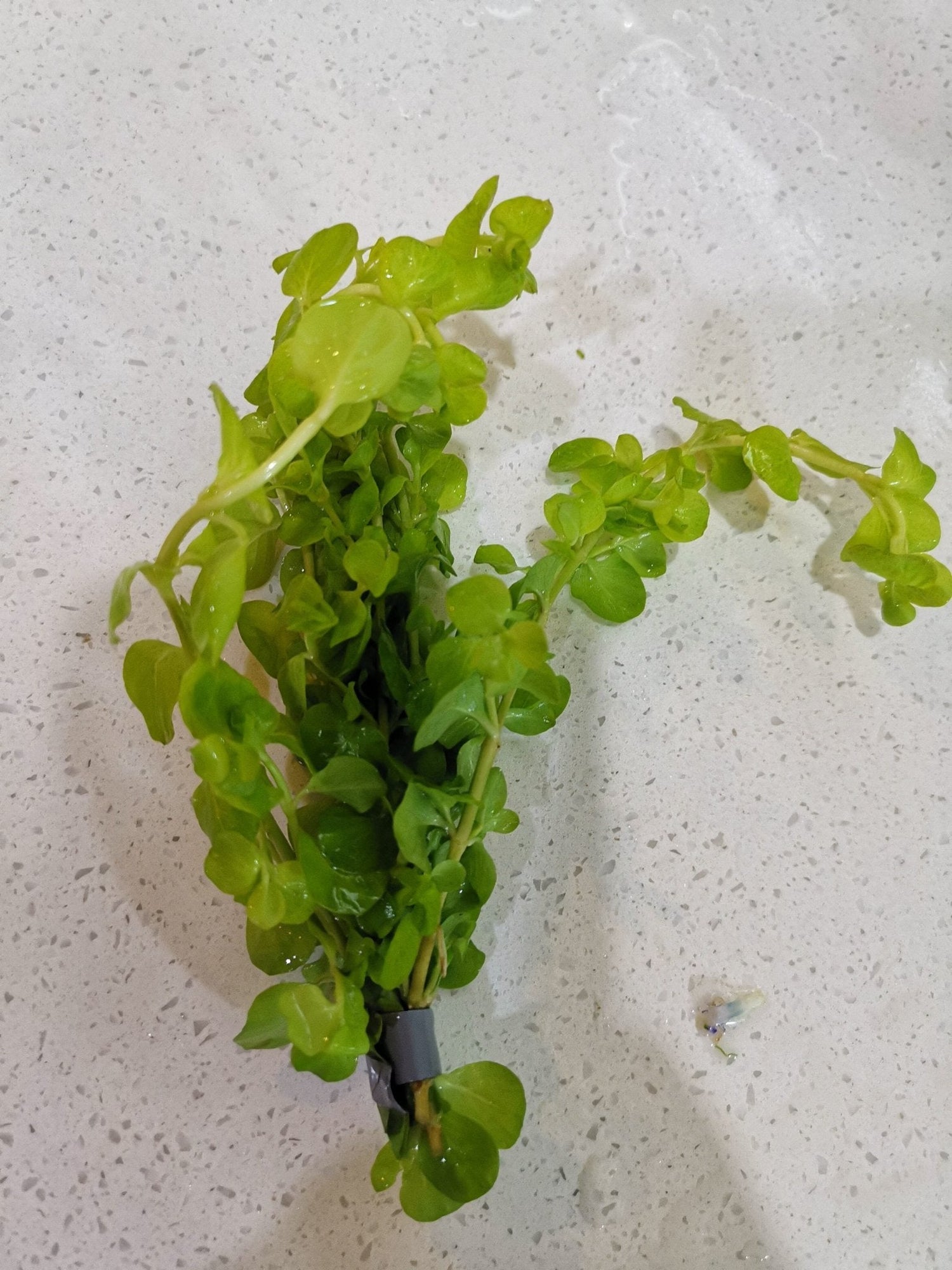 Lysimachia Nummularia 'Aurea' (Gold Moneywort) - The Aquascape Shop