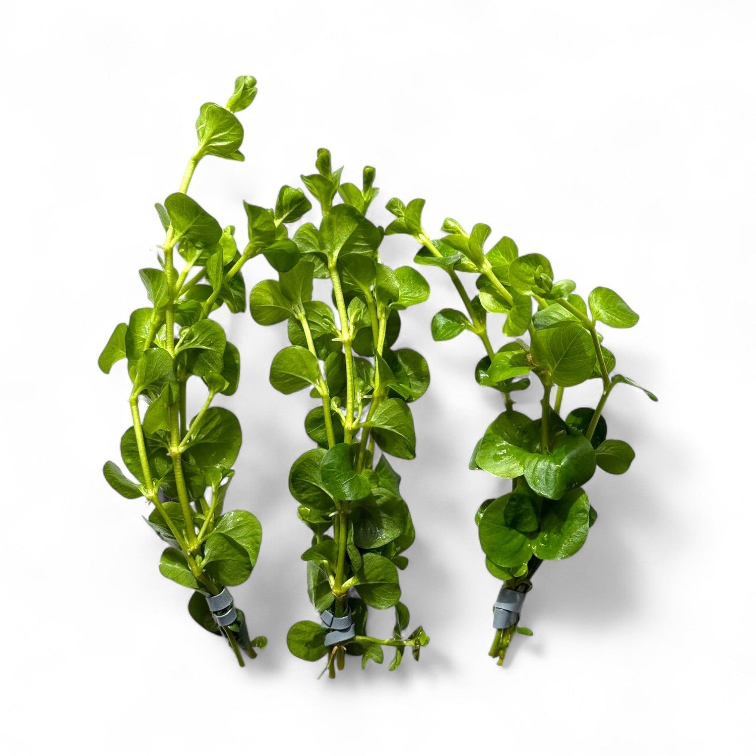 Lysimachia Nummularia 'Aurea' (Gold Moneywort) - The Aquascape Shop