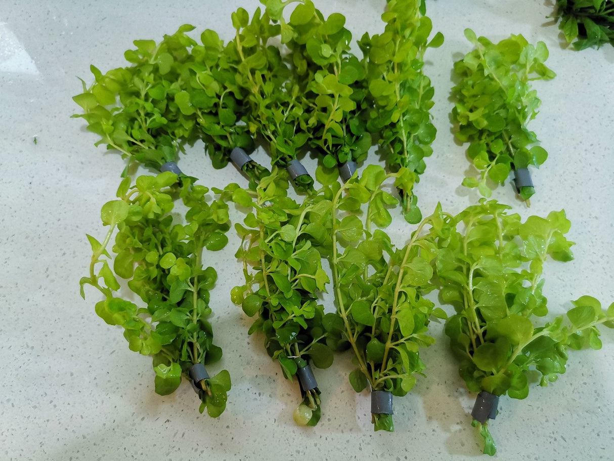 Lysimachia Nummularia 'Aurea' (Gold Moneywort) - The Aquascape Shop