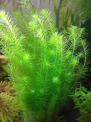 Mayaca Fluviatilis (Green Pine) - The Aquascape Shop