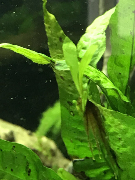 Microsorum pteropus (Broad Leaf Java Fern) - The Aquascape Shop