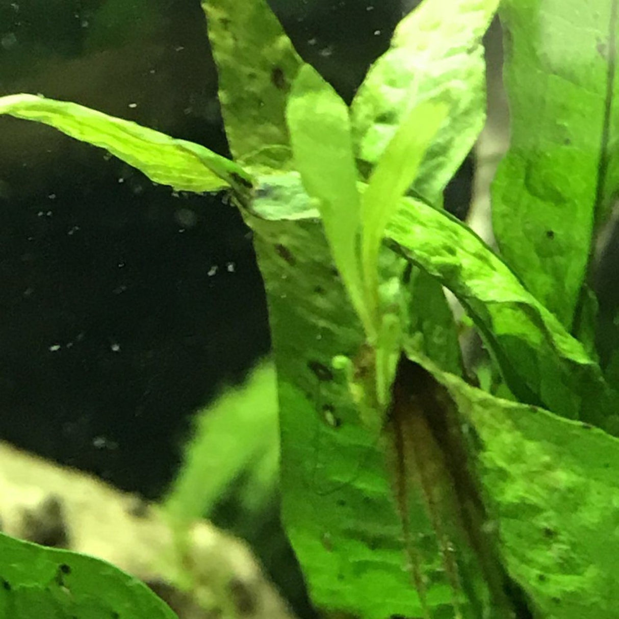 Microsorum pteropus (Broad Leaf Java Fern) - The Aquascape Shop