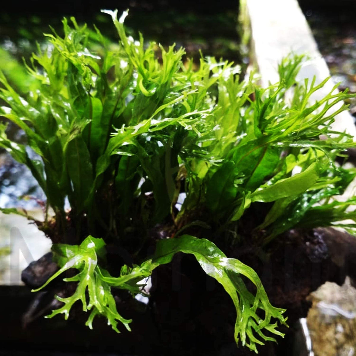 Windeløv Java Fern Microsorum NZ | The Aquascape Shop