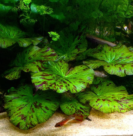 Nymphaea Lotus 'Green' (Tiger Lotus) - The Aquascape Shop