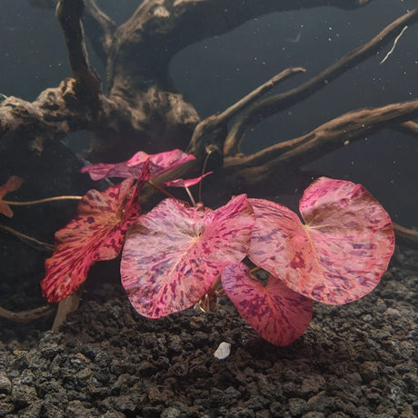 Nymphaea Lotus 'Red' (Tiger Lotus) - The Aquascape Shop
