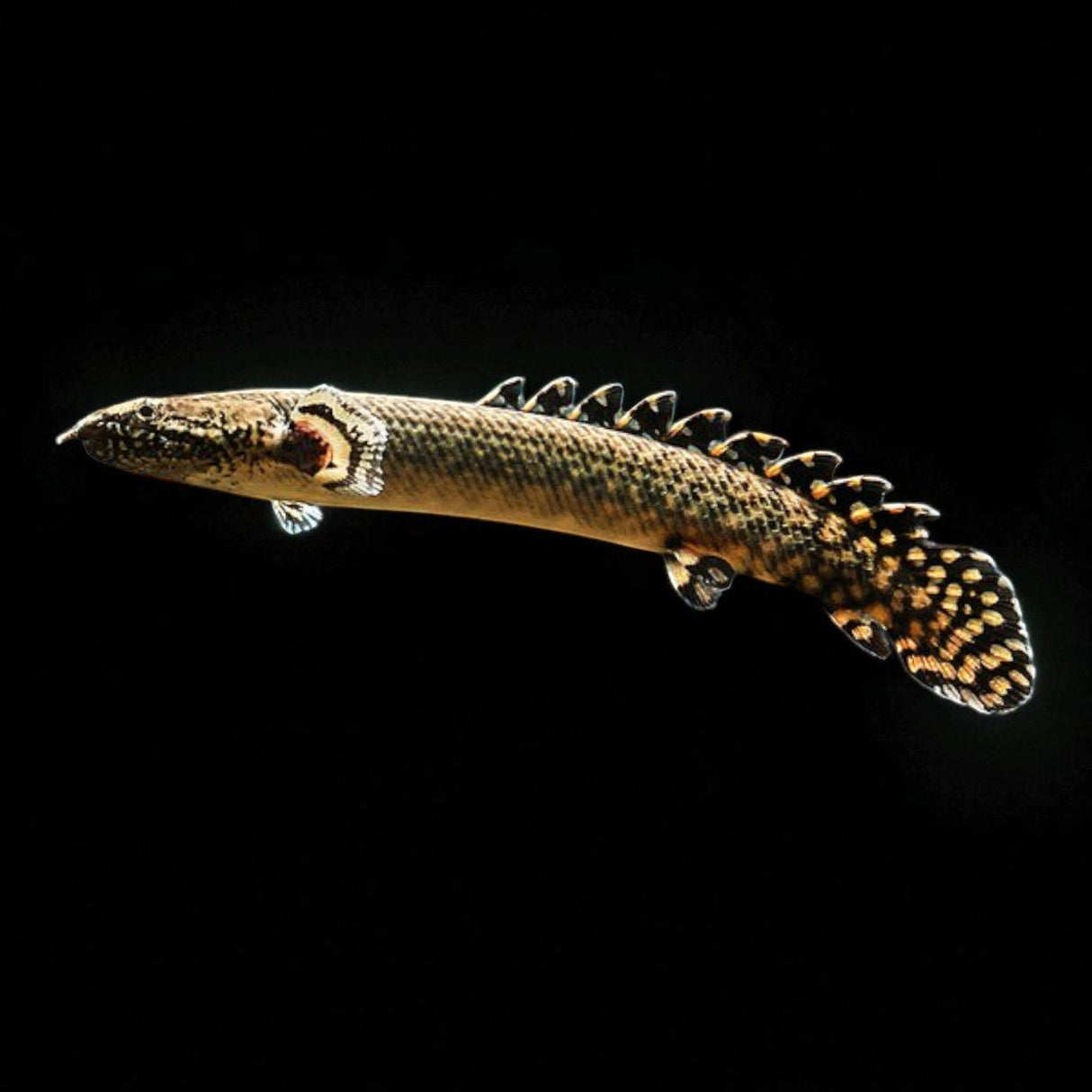 Ornate Bichir - The Aquascape Shop