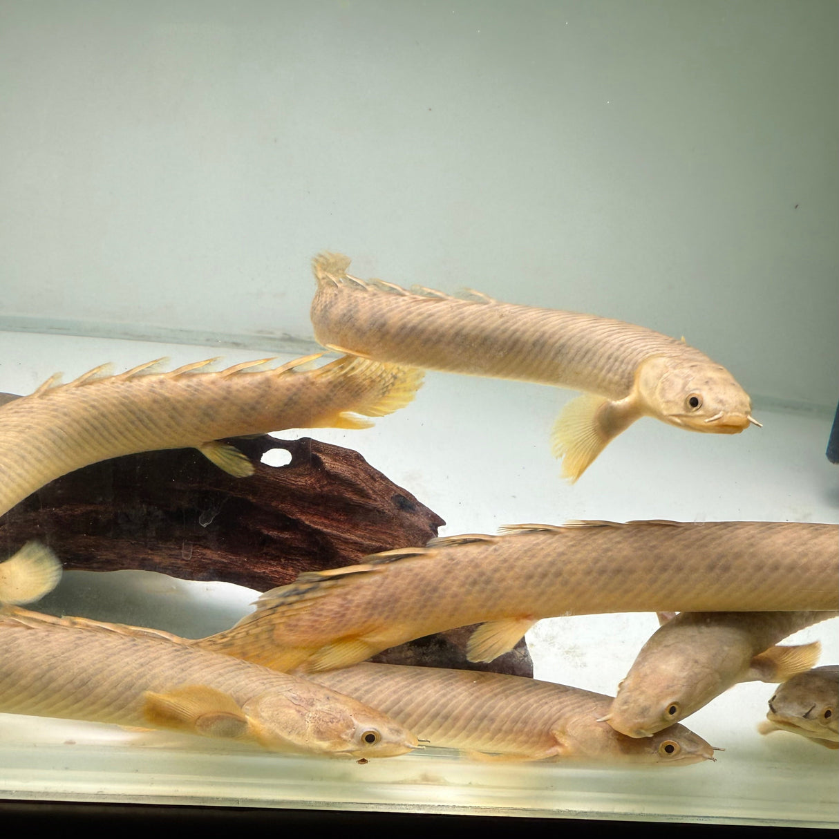 Palmas Bichir - The Aquascape Shop
