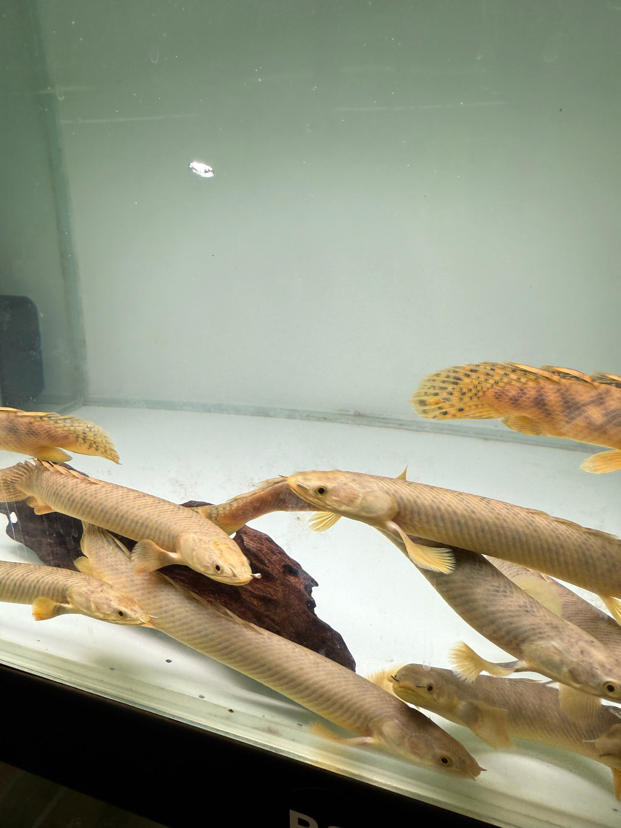 Palmas Bichir - The Aquascape Shop
