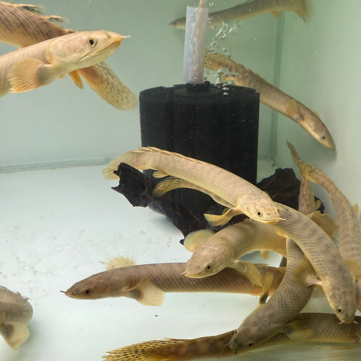 Palmas Bichir - The Aquascape Shop